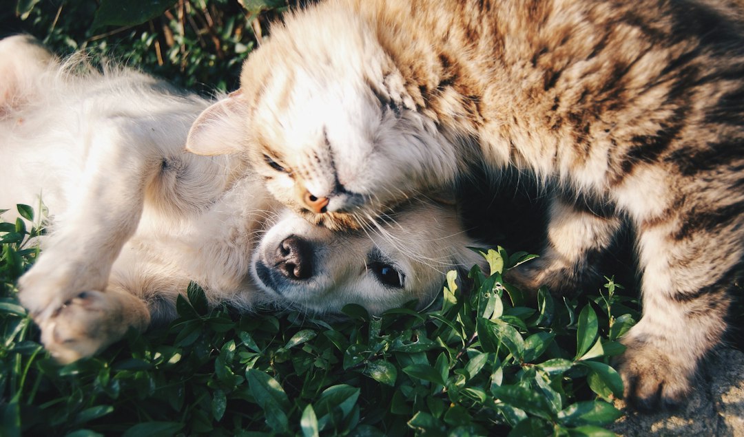 Yan yana duran kedi ve köpek. Fotoğraf: Krista Mangulsone / Unsplash.